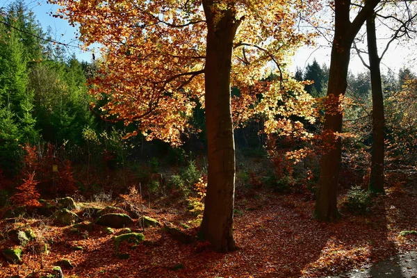 View of autumn nature, southern Bohemia — стоковое фото