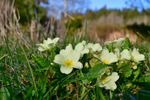 Blick Auf Frühlingsblumen Primel Südböhmen Tschechien — Stockfoto