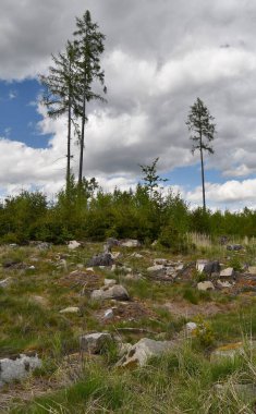 Bahar Ormanı, Güney Bohemya, Çek Cumhuriyeti