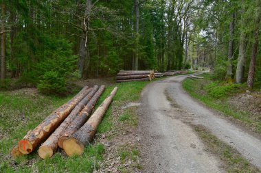 Orman yolu manzarası, Güney Bohemya, Çek Cumhuriyeti