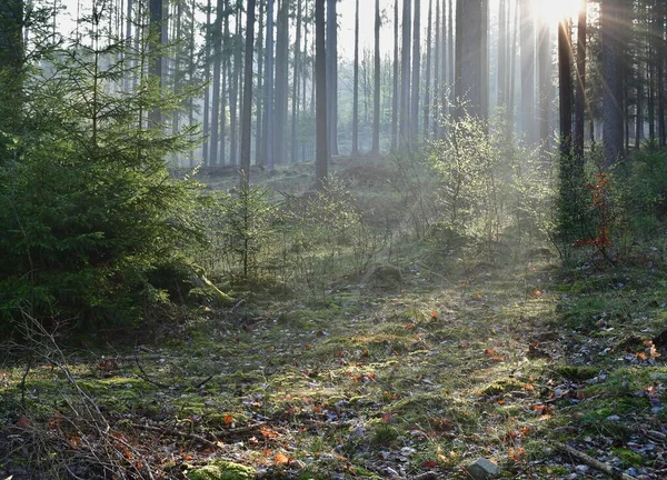 Uitzicht Voorjaarsbos Zuid Bohemen Tsjechië — Stockfoto