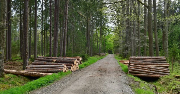 Hout Klaar Voor Transport Zuid Bohemen Tsjechië — Stockfoto