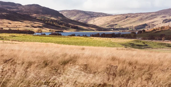 Heather, Perthshire, Scotla 'daki Freuchie Gölü civarındaki tepeleri kapladı. — Stok fotoğraf