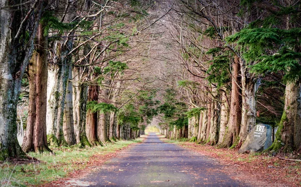 Tarmac road in old woodland - alley, private drive — Stock Photo, Image