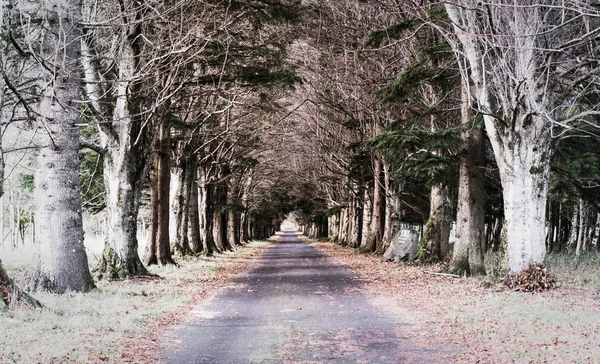 Stunning and spooky tree tunnel leading to a mansion in the wood — Stock Photo, Image