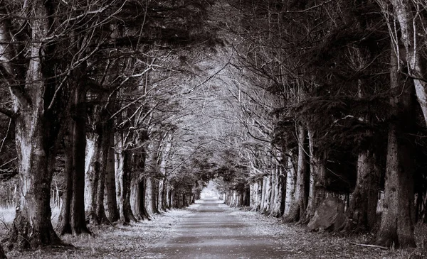 The Road Through the Mysterious Forest - alley of old trees — Stock Photo, Image
