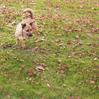 Sevimli evsiz köpek sonbahar parkta yürüyor