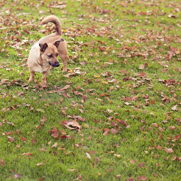 Sevimli evsiz köpek sonbahar parkta yürüyor — Stok fotoğraf