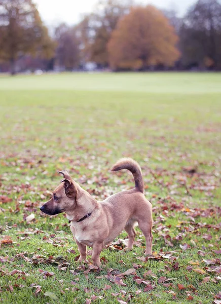 公园里的流浪狗 志愿服务和动物收容所的概念 — 图库照片