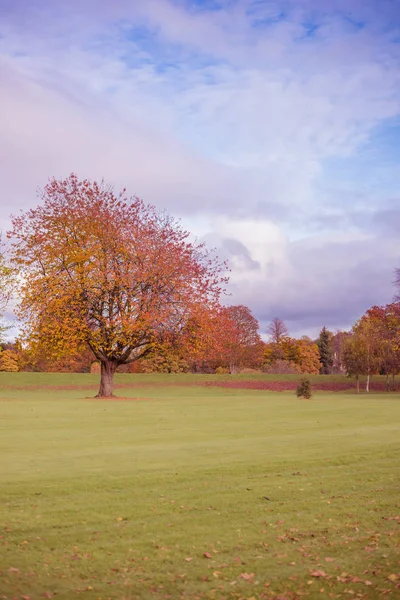 Escena de otoño. Brillante día de otoño. Hermosa naturaleza en octubre. Su —  Fotos de Stock