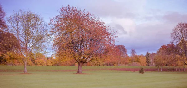 Colorful foliage in the autumn park — Stock Photo, Image