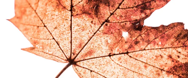 Silhouette feuille d'érable isolée sur fond blanc — Photo