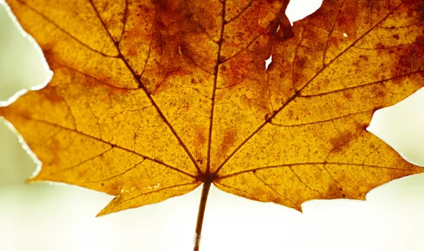 Feuille d'érable en gros plan - feuilles d'automne colorées — Photo