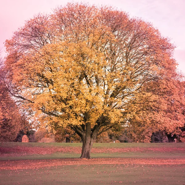 Paisaje otoñal en un parque con hojas coloridas y sol —  Fotos de Stock