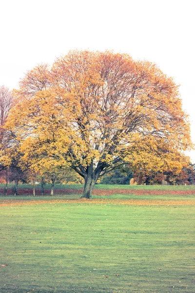 Árbol con hojas doradas en otoño y rayos de sol — Foto de Stock