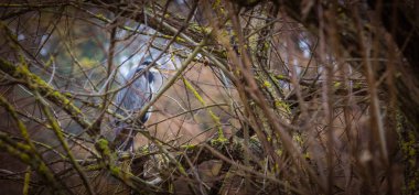Gri balıkçıl ardea cinerea yabani kuş dalın üzerinde duruyordu.