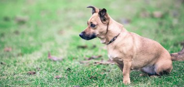 Küçük kahverengi köpek, evsiz köpek, sokak köpeği.