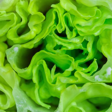 Temiz suyla yıkandıktan sonra taze salata sebzelerini kapat.