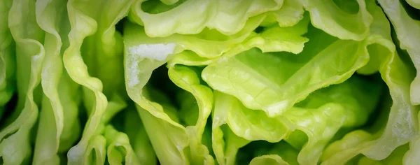 Chinese cabbage top view on old wooden background