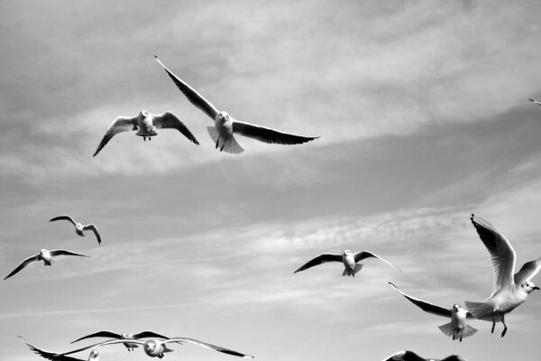 Birds in the sky - a flock of flying seagulls against cloudy sky