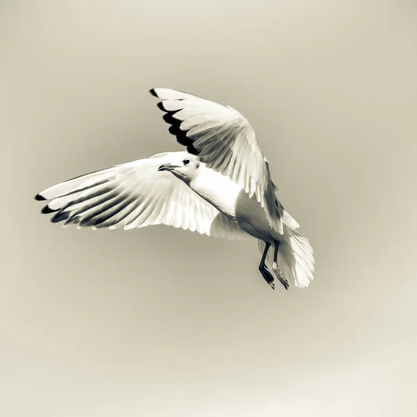 Flying bird - a single seagull with wings wide spread against pa — Stock Photo, Image