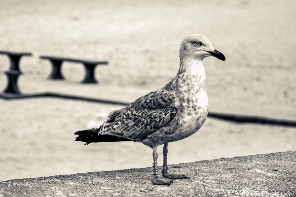 Молодая чайка (Larus argentatus) сельдь с кольцом на ногах — стоковое фото