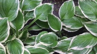 Bahçedeki yapraklar