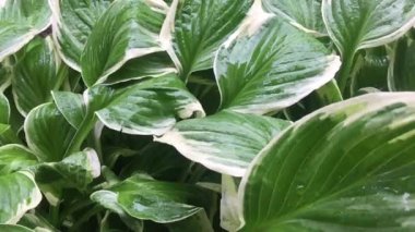 Yapraklara yağmur damlıyor