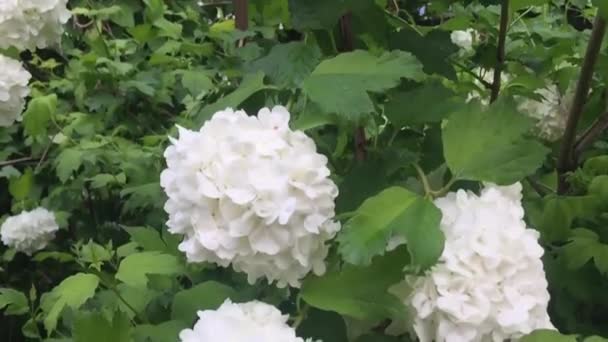Bahçede beyaz tomurcuklar — Stok video
