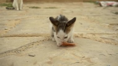 Evsiz kedi yavrusu bir parça sosis yiyor. Yakın plan.