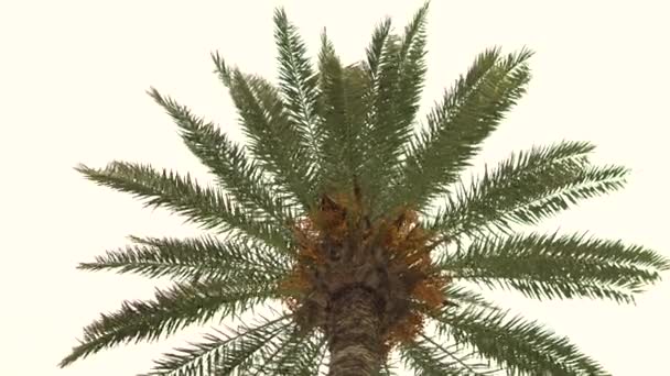 Uma jovem palmeira verde oscila do vento. Vista de baixo. — Vídeo de Stock