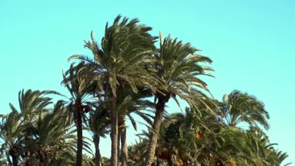 Сильный ветер встряхивает листья пальм. Высокие зеленые пальмы крупным планом. Голубое небо на фоне — стоковое видео