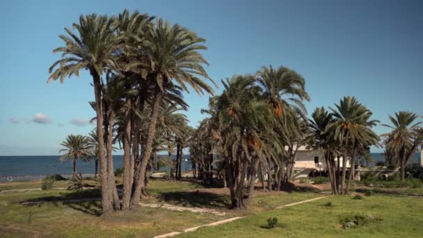 Polana wysokich palm. Wiatr trzęsie liśćmi drzew. Palmy przeciwko błękitnemu morzu — Wideo stockowe