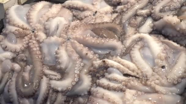 市场上有一堆章鱼躺在柜台上. 帐篷关闭。. — 图库视频影像