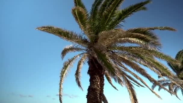 Το φοινικόδεντρο στέκεται μπροστά στη θάλασσα. Η κάμερα μετακινεί τη θέα από έναν φοίνικα στη θάλασσα. Μεσόγειος — Αρχείο Βίντεο