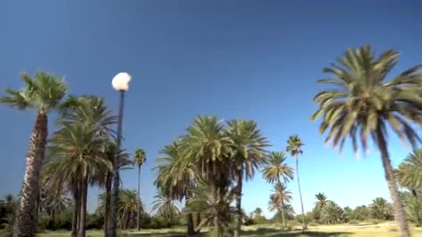 Palm Alley 'de. Yol boyunca palmiye ağaçları yetişir. Kamera hareket eder ve palmiyeleri kaldırır. Güneşli hava — Stok video