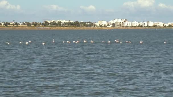 Růžoví plameňáci v jezeře. Plameňáci jedí chmury a malé ryby. Flamingo v dálce — Stock video