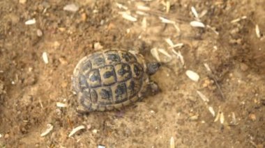 Küçük kaplumbağa sürünüyor. Vahşi doğa. Kaplumbağa yavaşça sürünüyor. Yukarıdan görüntüle