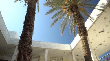 Bahçenin ortasında iki yeşil palmiye ağacı duruyor. Alt görünüm