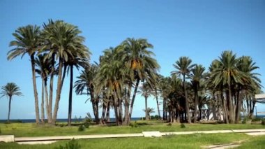 Uzun palmiye ağaçları. Rüzgar ağaçların yapraklarını sallıyor. Mavi denizin arka planında palmiye ağaçları. Kamera pas veriyor.