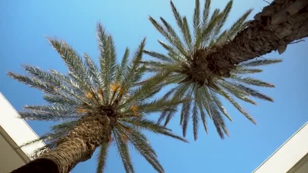 Bahçenin ortasında iki yeşil palmiye ağacı duruyor. Aşağıdan bak. Kamera dönüyor. — Stok video