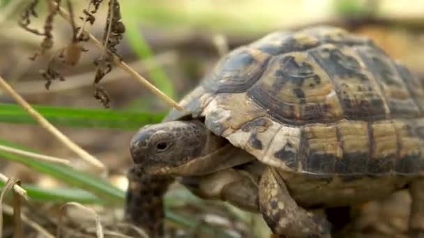 Η μικρή χελώνα σέρνεται. Άγρια φύση. Η χελώνα σέρνεται αργά. Πλευρική άποψη — Αρχείο Βίντεο