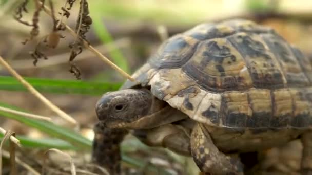 A kis teknős mászik. Vad természet. A teknős lassan mászik. Oldalnézet — Stock videók