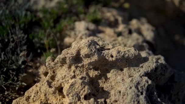 Porous stone close-up. The camera makes a slide — Stock Video