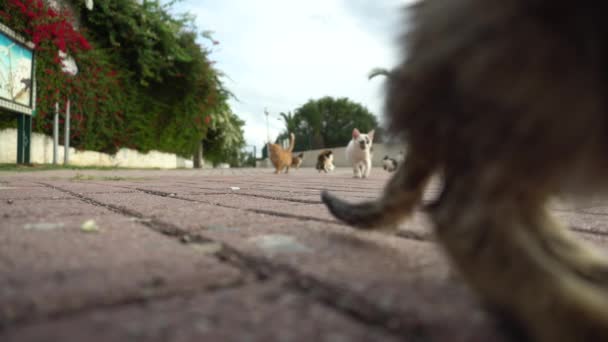 Gatos rasteiros na rua. Gatos de raças diferentes correm na rua. Gatos caminham em direção à câmera — Vídeo de Stock