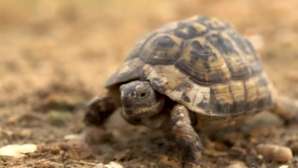 The little turtle is crawling. Wild nature. The turtle is slowly crawling. Side view — Stock Video