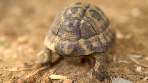 De kleine schildpad kruipt. Wilde natuur. De schildpad kruipt langzaam. Achteraanzicht — Stockvideo