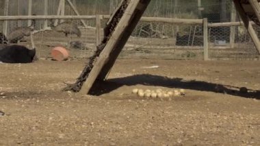 Afrika devekuşu yerde oturuyor. Birçok devekuşu yumurtası yerde yatar. Esaretteki kuş.