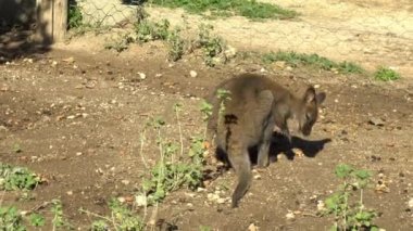 Afrikalı bebek kangurular sırtı kaşınarak otururlar. Afrika 'nın açık alanlarında kanguru. Vahşi doğadaki hayvanlar