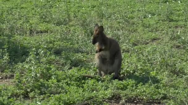Afrikaanse baby kangoeroe zit en jeukt. Kangoeroe in de open ruimtes van Afrika. Dier in het wild — Stockvideo